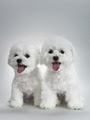 Designer Dogs Pet Spa logo