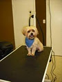 Dirty Dawg Pet Grooming image 4