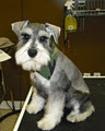 Dirty Dawg Pet Grooming image 5