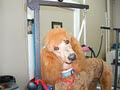 Doggie Styles Grooming Salon image 2