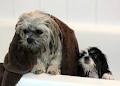 Doggy Spa Grooming Services, The image 2
