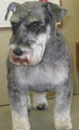 Elite Dog Grooming image 2