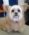 Elite Dog Grooming image 3