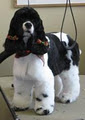 Elite Dog Grooming image 1