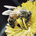 GVRD Free Bee Removal image 2