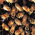 GVRD Free Bee Removal image 3