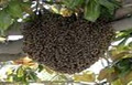 GVRD Free Bee Removal image 1