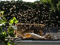 Honey Bee Removal Services image 4