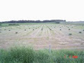 Irvine Creek Hay Sales/ feedneeds.com image 4