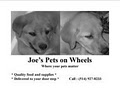 Joe's Pets image 1