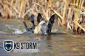 K9 Storm Inc image 4