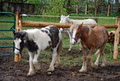 Kilsallagh Farm image 4