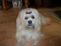 Linda's Loveable Pets Dog Grooming image 1