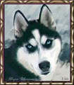 Nova Scotia Husky Rescue image 1