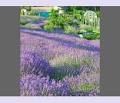 Okanagan Lavender Herb Farm image 3