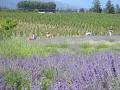 Okanagan Lavender Herb Farm image 1