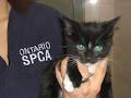 Ontario SPCA Orillia Branch / Animal Control logo