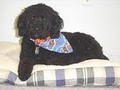 Paw Tyme Dog Grooming & Spa image 3