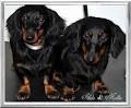 PerfectCut - Dog Grooming image 3