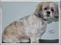 PerfectCut - Dog Grooming image 4