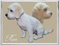 PerfectCut - Dog Grooming image 1