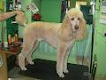 Pet Junction Grooming & Supplies image 6