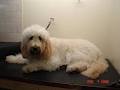 Pooch Haven Grooming Salon image 2