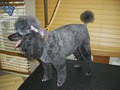 Pup Culture Dog Grooming image 2
