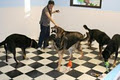 Puppy Paradise Grooming & Daycare image 2