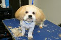 Puppy Paradise Grooming & Daycare image 5