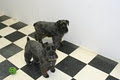 Puppy Paradise Grooming & Daycare image 6