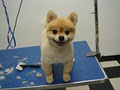 Puppy Paradise Grooming & Daycare image 1