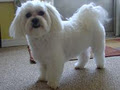 Pups Are Pals Small Dog Grooming image 2