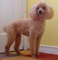 Pups Are Pals Small Dog Grooming image 4