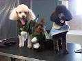 ShamPoochies Dog Grooming image 1