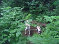 Soul Dogs Pet Care & Dog Walking image 2