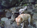Soul Dogs Pet Care & Dog Walking image 3