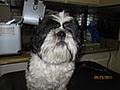 Stress Free Dog Grooming In YOUR Home or MINE image 4