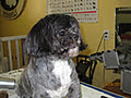 Stress Free Dog Grooming In YOUR Home or MINE image 1