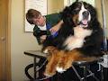 TLC Pet Grooming image 4