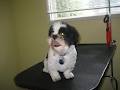 Tail Up Pet Grooming image 4