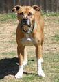 The American Pitbull Terrier image 1