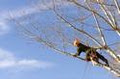 The Arborest Expert Tree Service Ltd. image 3