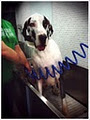 The Dog Republic - Dog Grooming and Self Serve Dog Wash image 1