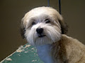 Tina's Pet Grooming & Healthy Pet Supplies image 5