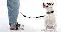 Tisol Pet Nutrition & Supply Stores image 5
