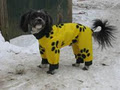 Tootlewear Dog Apparel image 3