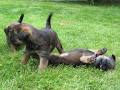 Tredoux Border Terriers image 2