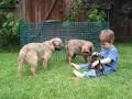 Tredoux Border Terriers image 3