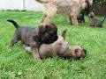 Tredoux Border Terriers image 5